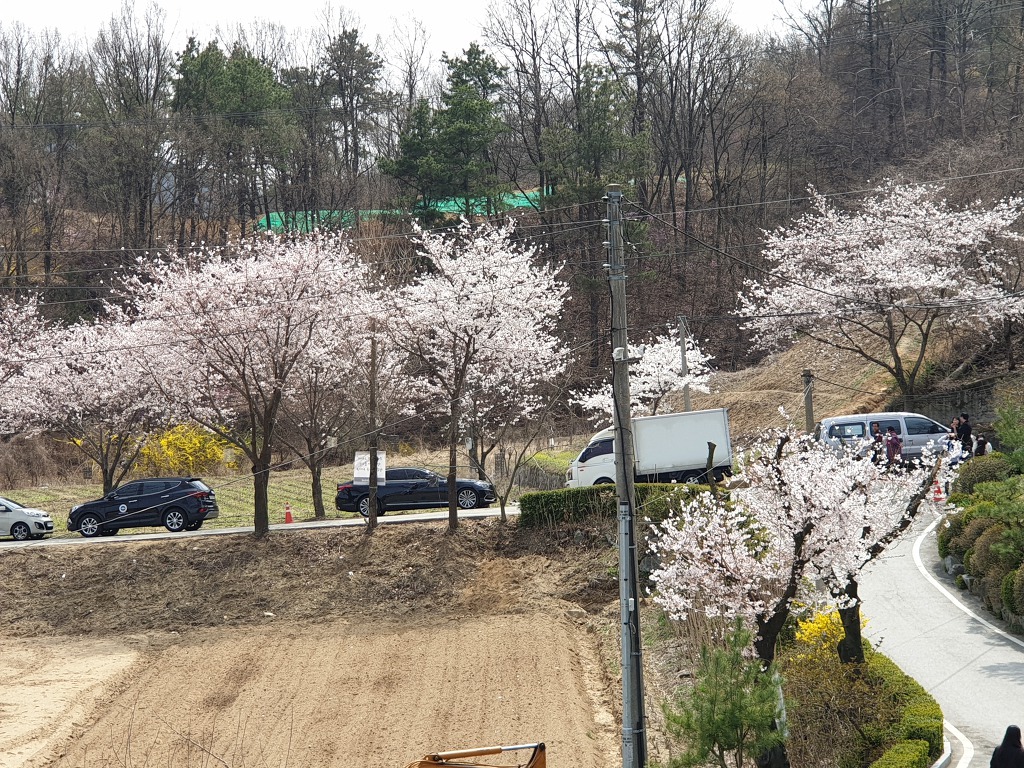 제1회 대청호벚꽃축제