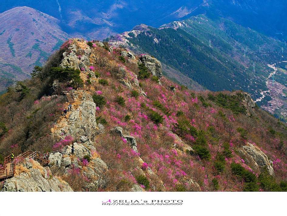 경남 진해 산행(1부)/장복산(덕주봉)&산벚꽃.진달래 핀 멋진 능선길을 따라서 .. 【19년3월31일】 