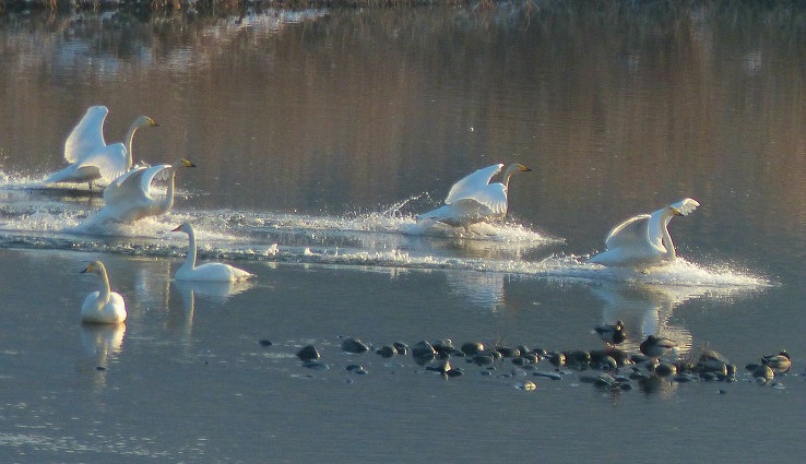 99B2CE4D5DF701AB3C6926