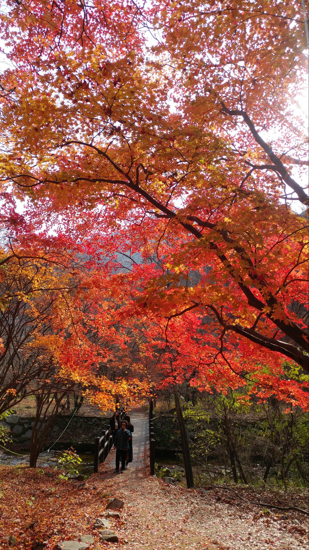 내장산