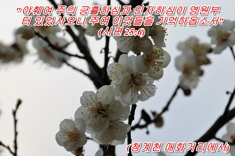 <시편 25장 6절 말씀>