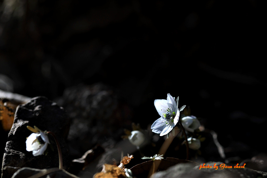 변산바람꽃..2019.02.24