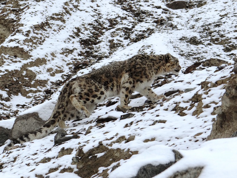 설표(Snow leopard)