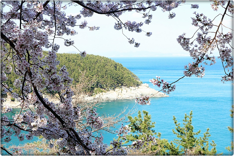 장승포 해안도로 벚꽃 풍경