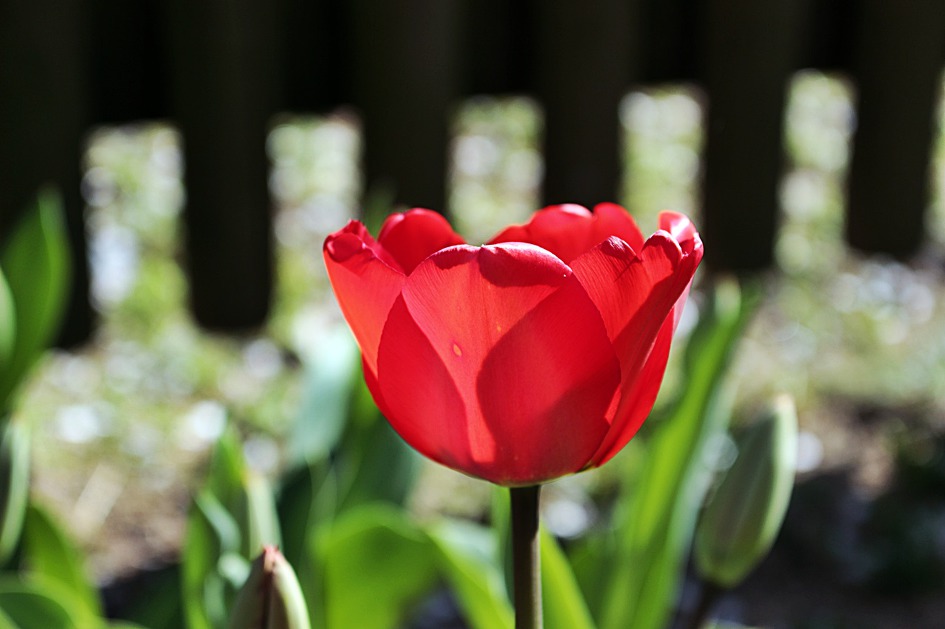 ♣♬ 김해시 연지공원 돌아보기[20190404]♪♣