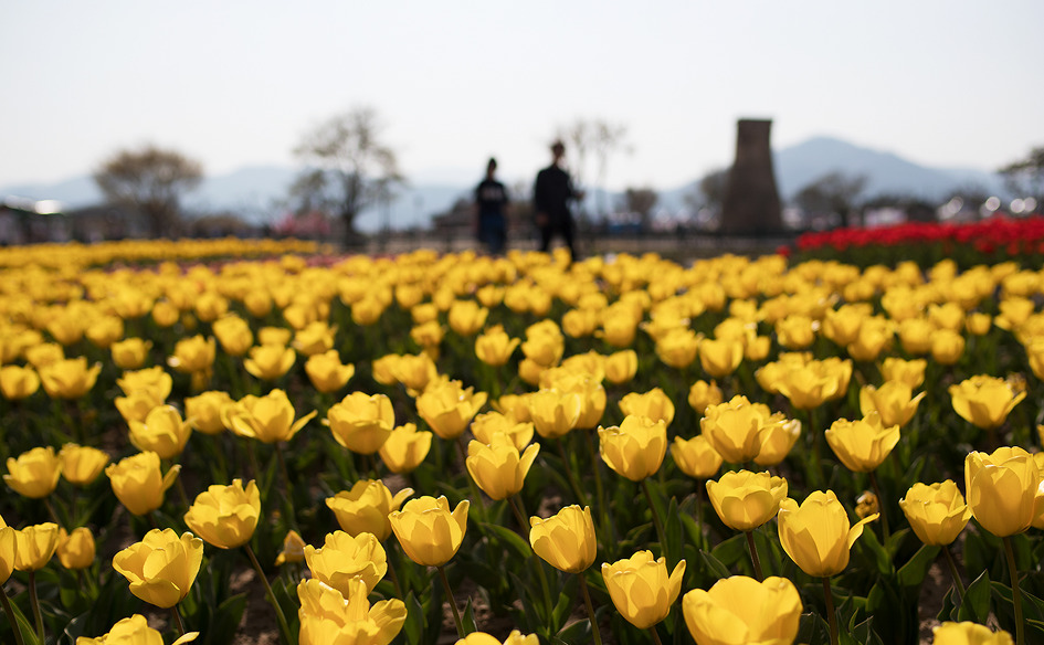 [2019 첨성대 간이공연장 벛꽃축제 공연 스케치] 경주 첨성대 주변 벚꽃축제장에서도 즐거움을 만끽할 수 있다 / 토함