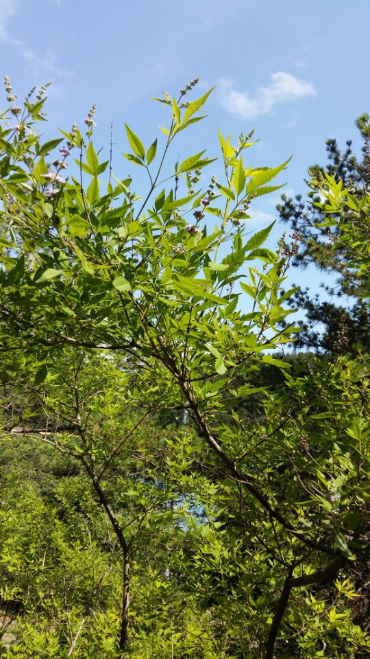 엄마 기일