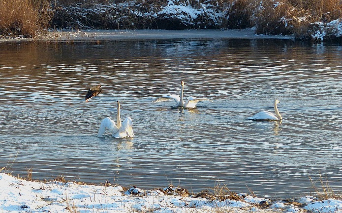 99FE80485DF701ED385538