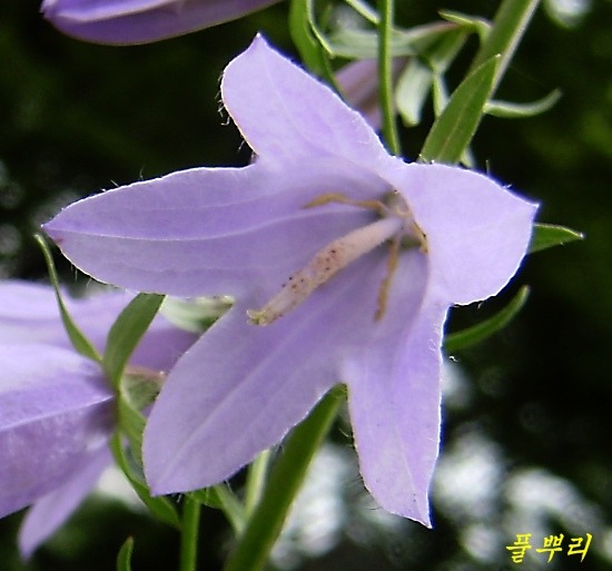화원 이미지