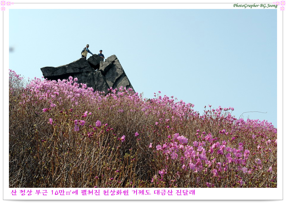 진달래꽃화원 이미지